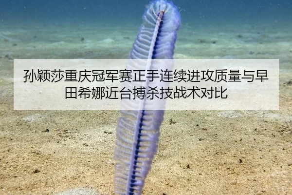孙颖莎重庆冠军赛正手连续进攻质量与早田希娜近台搏杀技战术对比